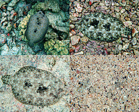 camouflage of peacock flounder_ camouflage meaning