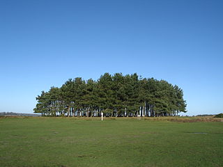 clump of trees and clump meaning