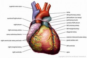 Anatomy_of_Heart