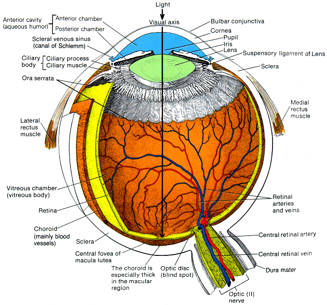 Amazing Facts about eyes - Spinfold