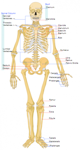 skeleton and fact about human body