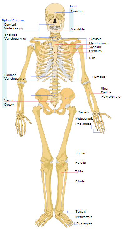 amazing facts about bones