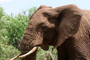 facts about elephant