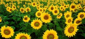 facts about sunflowers