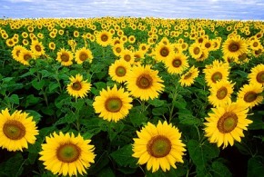 facts about sunflowers