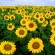 facts about sunflowers