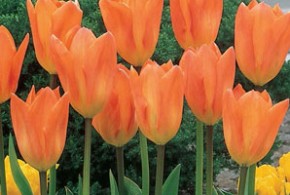 facts about tulips