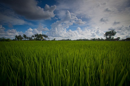 verdant meaning and verdant.Verdant fields of Ubud, Central Bali.