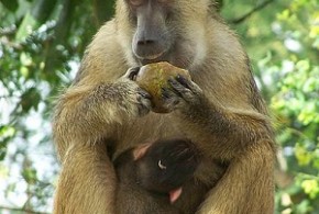 baboon meaning