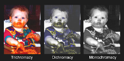 dichromacy meaning